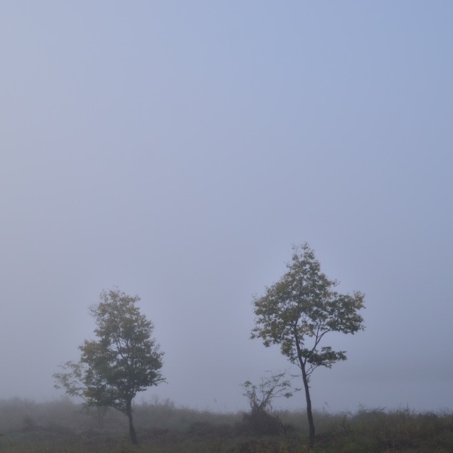 朝霧の多摩川